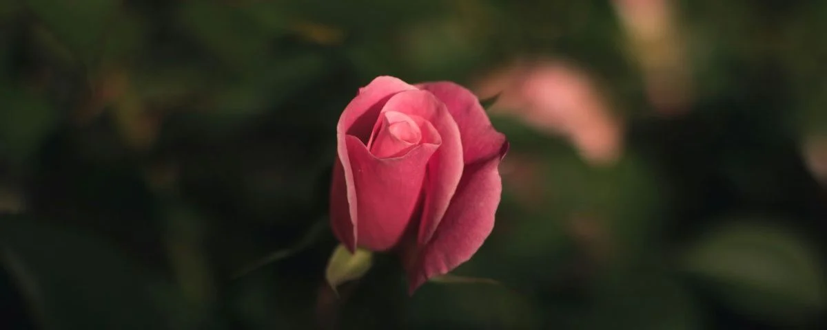 Pink-rose-in-a-garden-by-Caleb-Woods-unsplash-e1735869988801