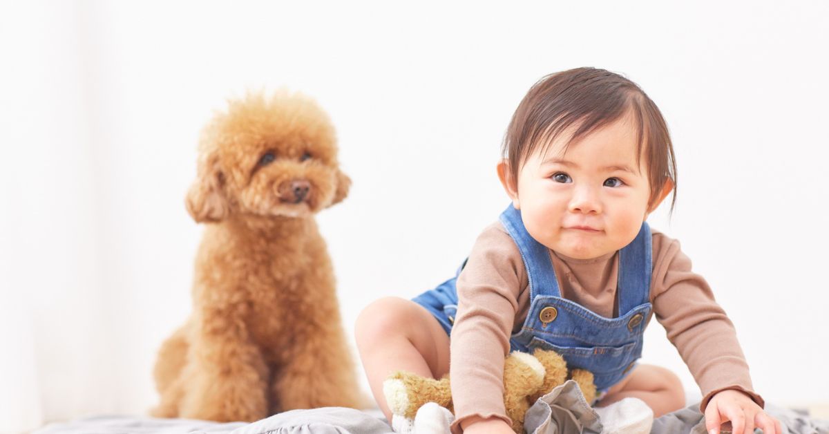 How-to-Introduce-a-New-Baby-or-Puppy-to-Your-Family-Dog.jpg