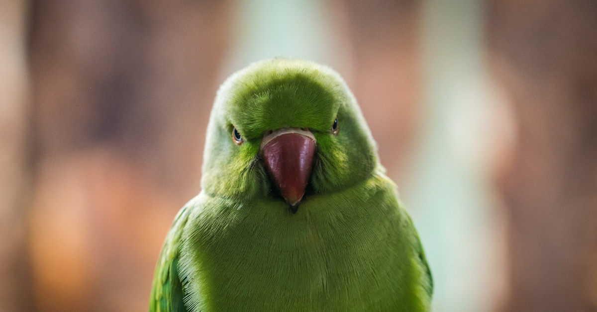 Bird-Nerds-Unite-for-the-2025-Aussie-Bird-Count.jpg
