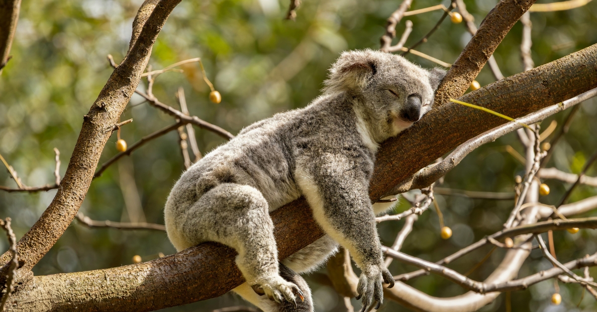 3… 2…1… SLEEP_ HOW YOUR BODY BUILDS (AND LOSES) THE DRIVE TO SLEEP