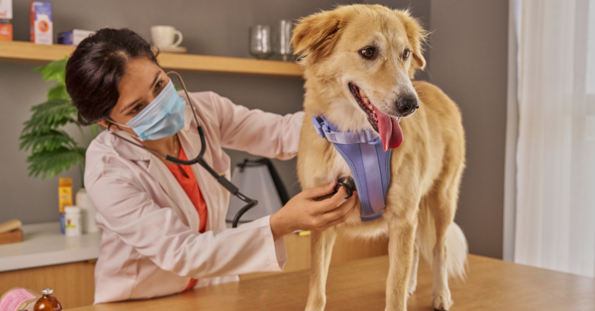 Preventable Pet Health Problems